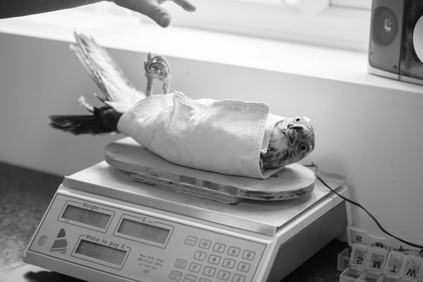 Examen et tests vétérinaires pour détecter les parasites chez le chat