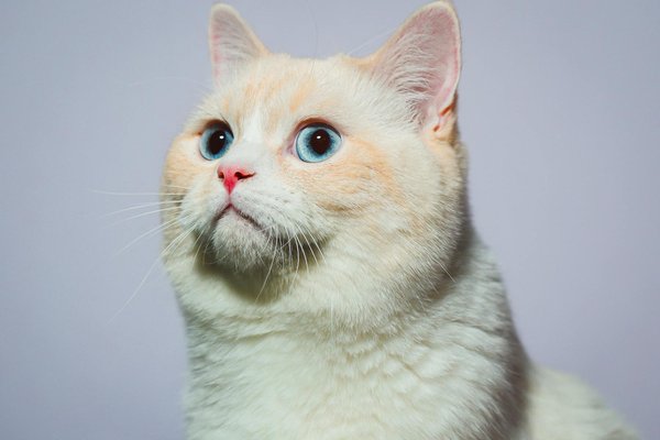 Créer un business plan pour une boutique d'animaux