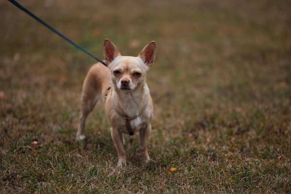 Les origines du chat Bengal