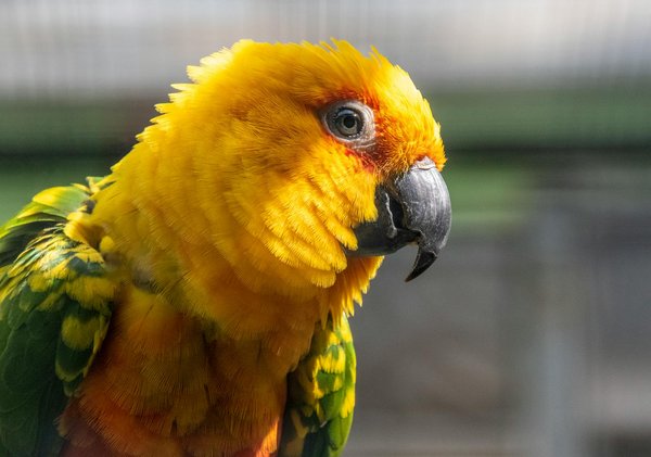 Comment procéder à une destruction nid de guêpes 27