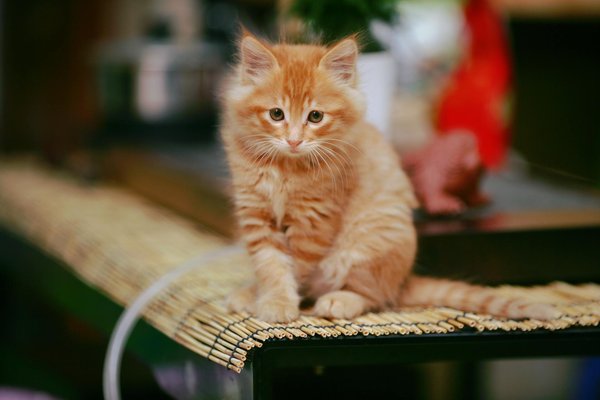 Ruche warré complète : guide pour une apiculture simple et efficace