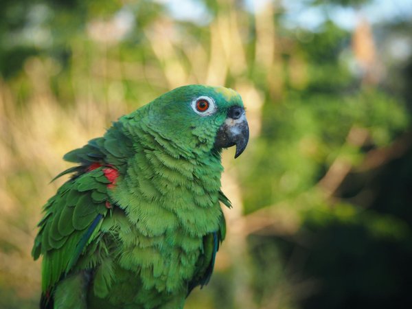 La beauté des chiens adoptés
